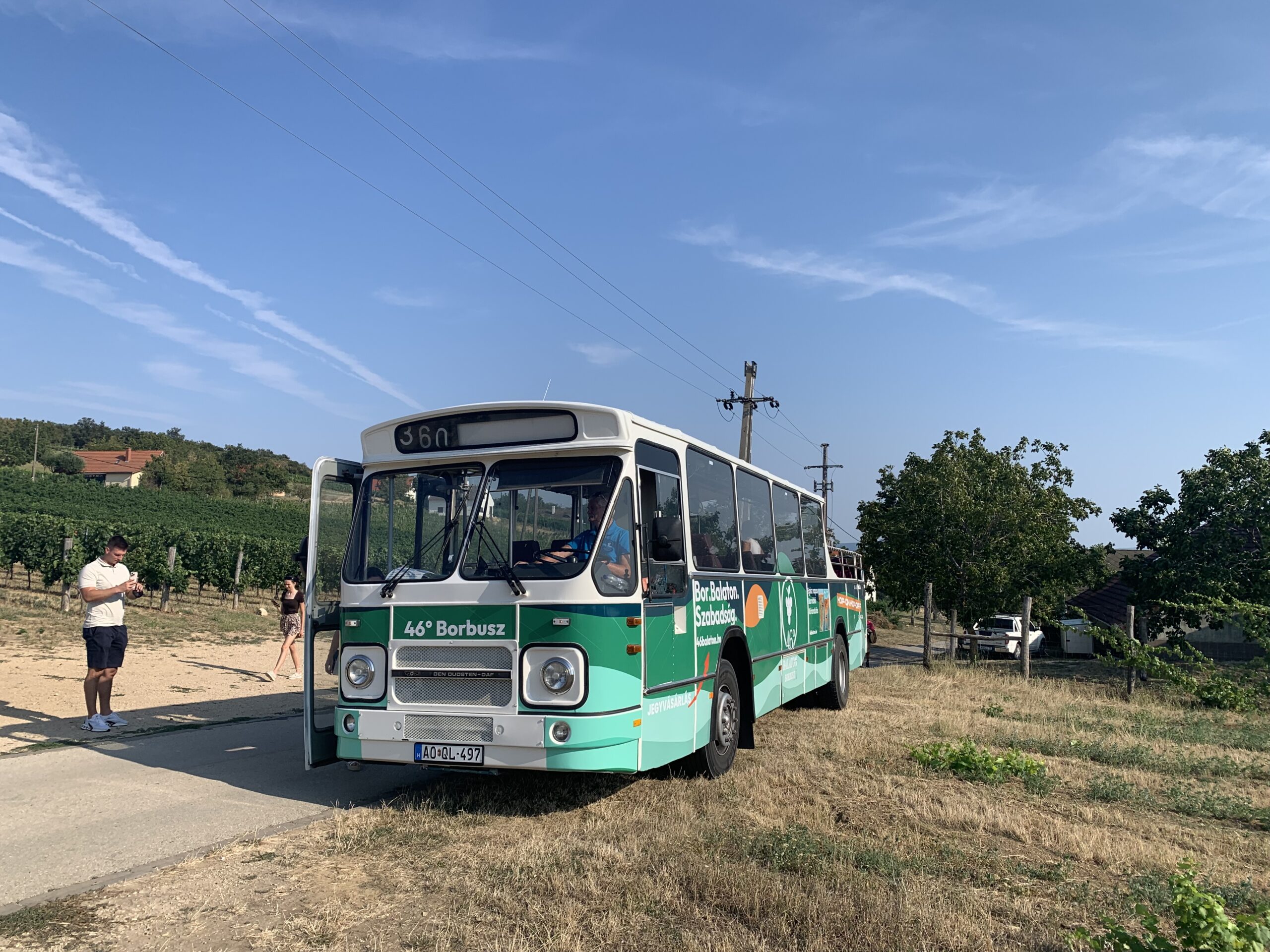 46° Balaton retro busza a Balaton-felvidéki szőlők között. Fotó: Balatoni Hírek
